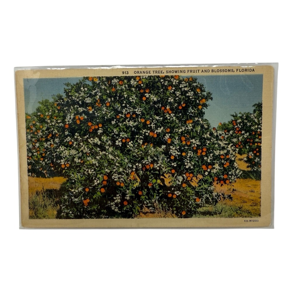 Vintage Linen Postcard Orange Tree Fruit‎ in Florida Curt Teich